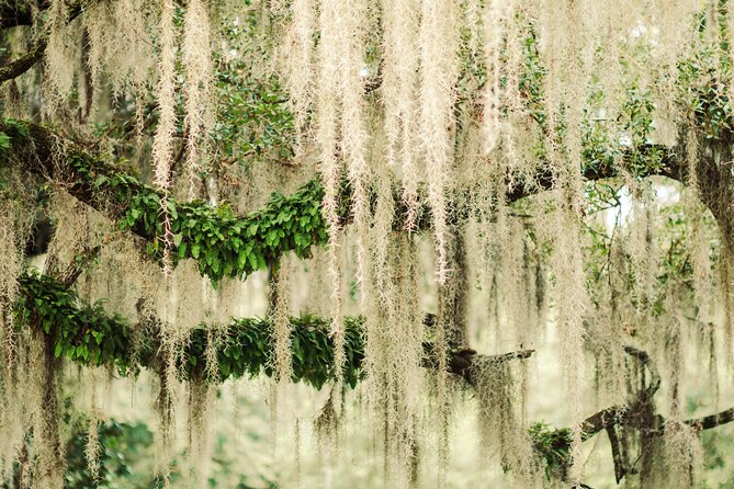 2-Hour Bonaventure Cemetery Walking Tour - Price and Value: What You Get for $36 in Savannah