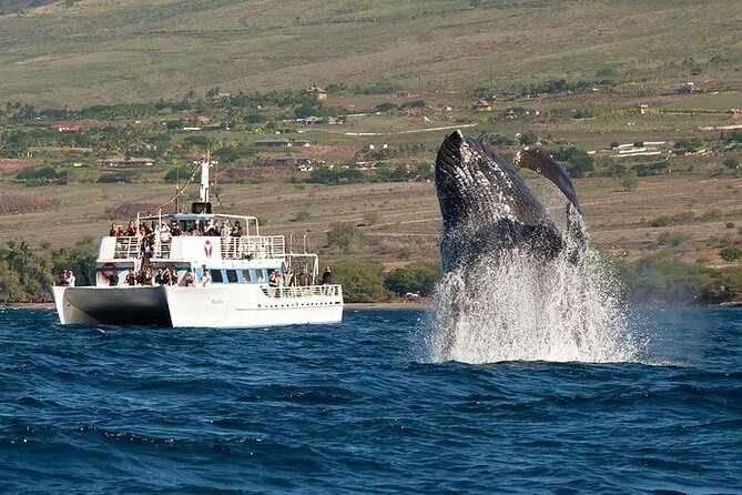 2-Hour Oahu Whale Watch from Ala Wai Harbor, Waikiki - Key highlights that make this whale watch worth your time