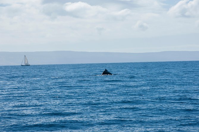 2-Hour Oahu Whale Watch from Ala Wai Harbor, Waikiki - How often you see whales, and what to do if sightings are far or slow