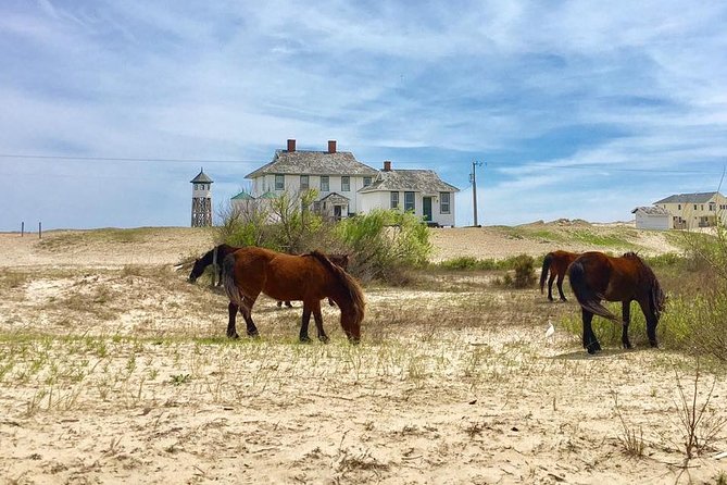2-hour Outer Banks Wild Horse Tour by 4WD Truck - Key things you will notice on this Corolla 4WD wild horse tour