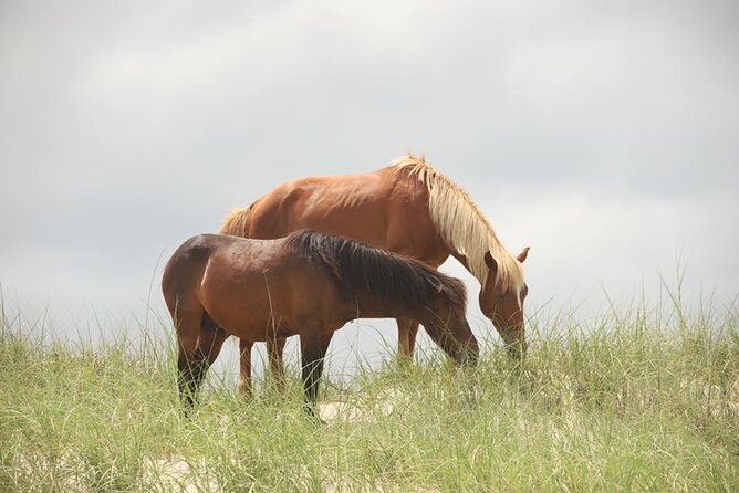 2-hour Outer Banks Wild Horse Tour by 4WD Truck - Who this tour is best for, and who should pass