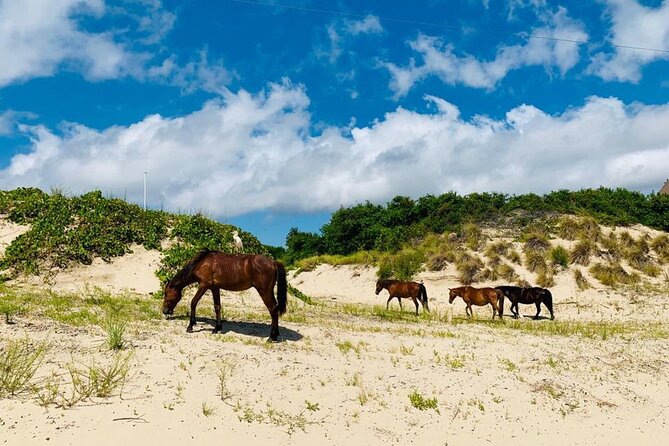 2-hour Outer Banks Wild Horse Tour by 4WD Truck - What “private access” means in the real world