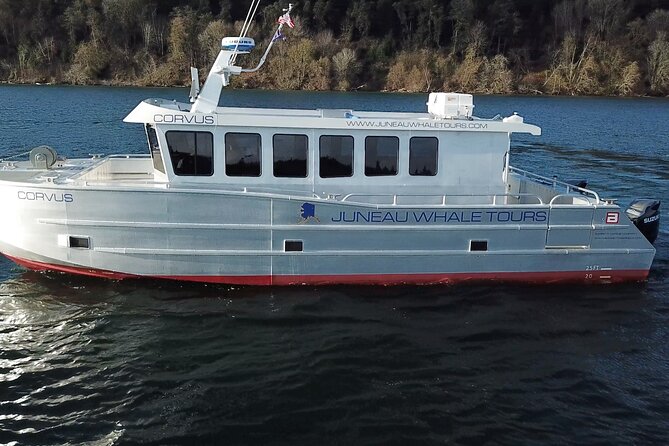 3.5 Hour Crowd-Skipping Whale Tour in Juneau, Alaska - Key reasons this Juneau whale tour gets top marks