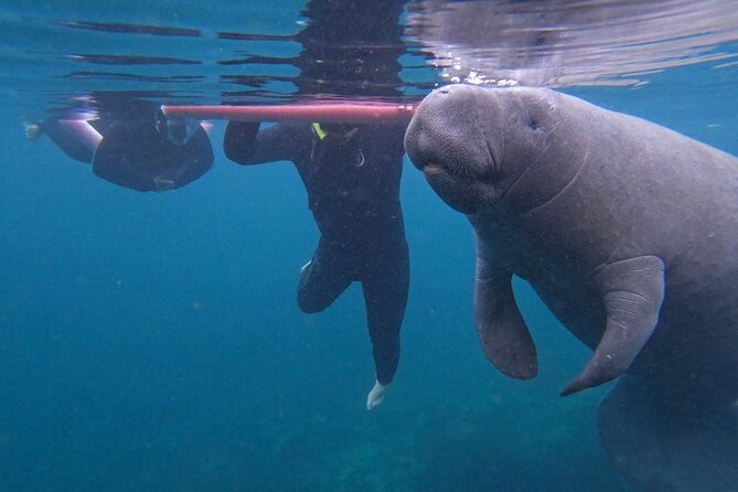 3 Hour Small Group All Inclusive Manatee Swim with free Photo pkg - A small-group manatee swim in Crystal River that feels personal