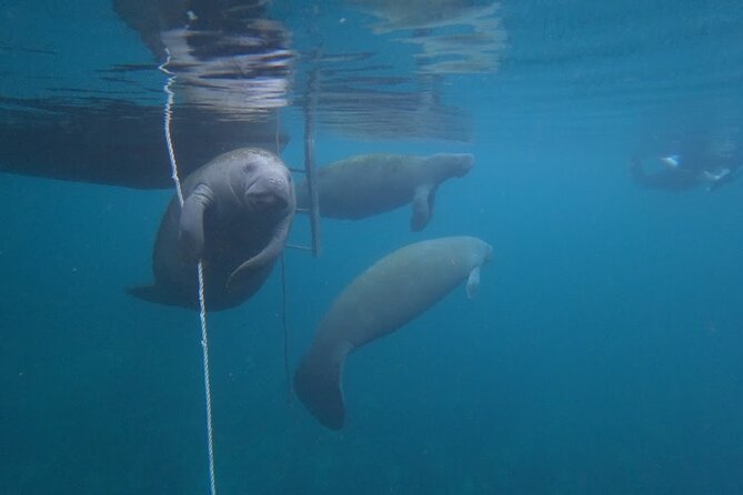 3 Hour Small Group All Inclusive Manatee Swim with free Photo pkg - Meeting at Pete’s Pier Marina and getting ready without fuss
