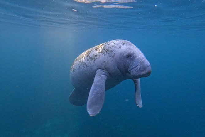 3 Hour Small Group All Inclusive Manatee Swim with free Photo pkg - Crystal River National Wildlife Refuge stop, and what it means for your encounter