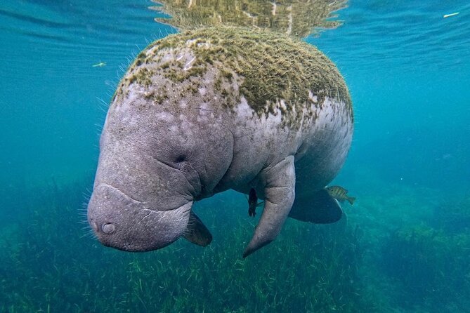 3 Hour Small Group All Inclusive Manatee Swim with free Photo pkg - Who should book this manatee swim, and who should skip it