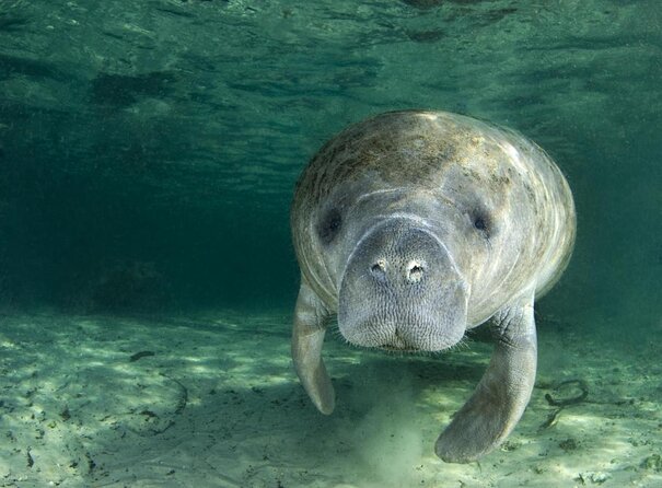 3 Hour Small Group All Inclusive Manatee Swim with free Photo pkg - Kings Bay boat time, then into the water with your guides