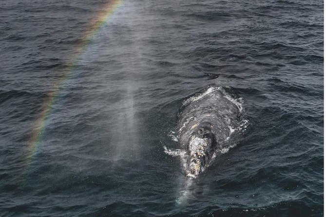 4 Hour Whale Watching Tour From Monterey - Key takeaways before you go