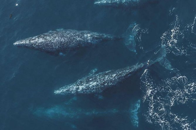 4 Hour Whale Watching Tour From Monterey - Monterey Bay whale watching from Fisherman’s Wharf: why this area works