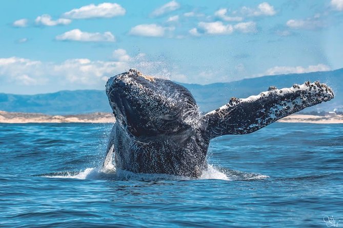 4 Hour Whale Watching Tour From Monterey - The narration: marine biologists, conservation talk, and why it feels more than sightseeing