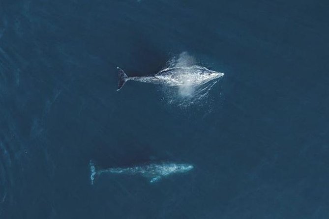 4 Hour Whale Watching Tour From Monterey - Photo and video tips that actually help: from spotting to phone framing