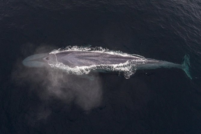 4 Hour Whale Watching Tour From Monterey - Comfort on a small boat: motion sickness, warm layers, and real viewing expectations