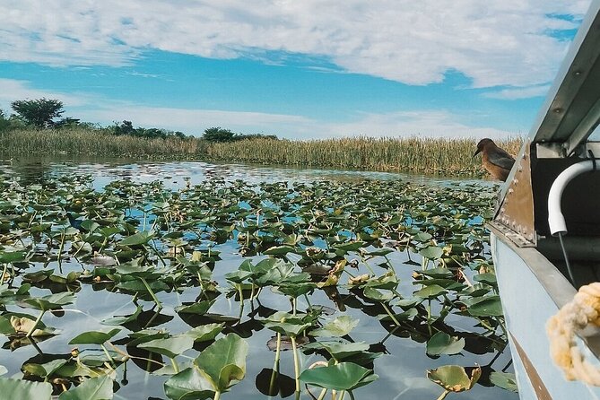 60 min. Everglades Airboat ride & pick-up ,small group +pro guide - Everglades Wildlife Management Area: your big 60-minute airboat moment