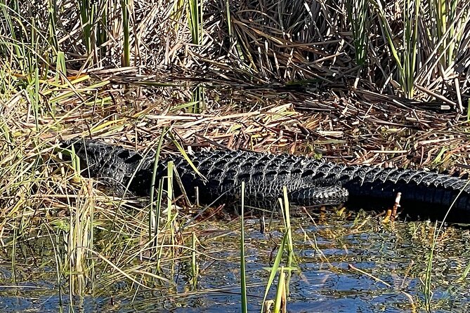 60 min. Everglades Airboat ride & pick-up ,small group +pro guide - The alligator show: short, fun, and usually very interactive