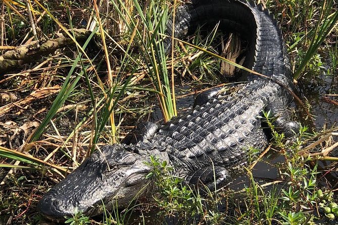 90 minute Everglades Airboat Tour near Orlando Florida - The Marsh Landing Adventures Part: What Happens During The 1.5 Hours