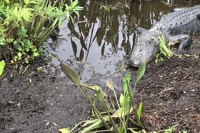 90 minute Everglades Airboat Tour near Orlando Florida - Weather Reality: Cool, Windy, And Still Worth It