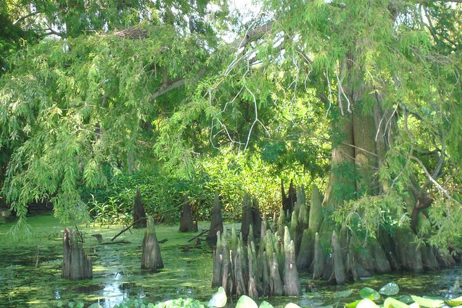 90 minute Everglades Airboat Tour near Orlando Florida - Who This Tour Suits Best (And Who Might Want Something Else)