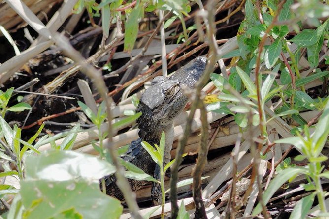 90 minute Everglades Airboat Tour near Orlando Florida - Price, Time, And The Real Value Of $89