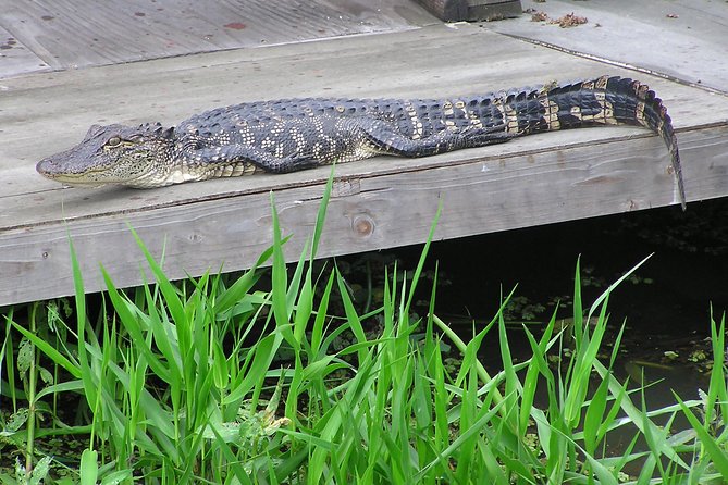 Airboat and Plantations Tour with Gourmet Lunch from New Orleans - Final Call: Should You Book This One?