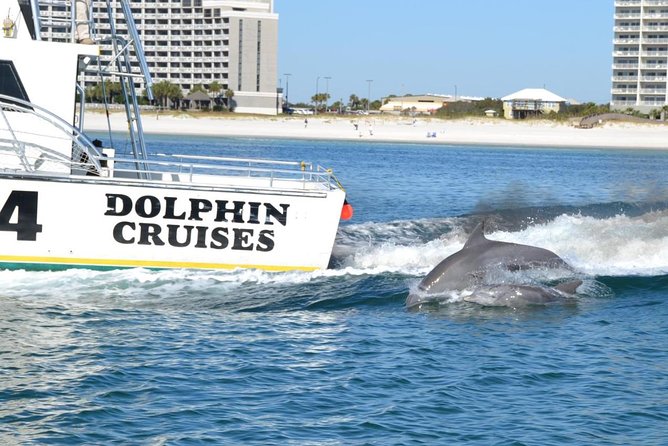 Alabama Gulf Coast Dolphin Cruise - Dolphin encounters: Atlantic bottlenose sightings and wake play