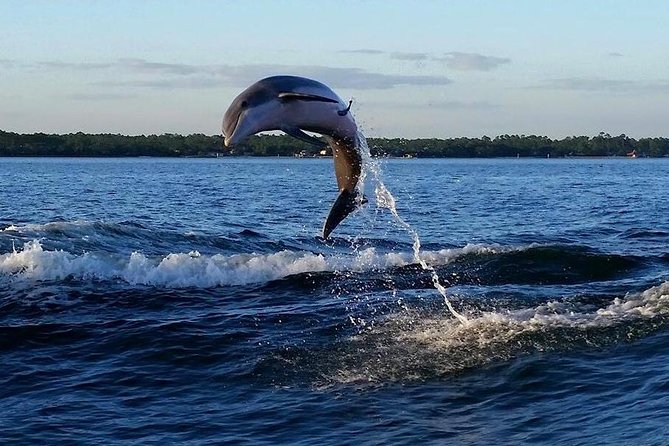 Alabama Gulf Coast Dolphin Cruise - Wildlife beyond dolphins: crabs, hermit crabs, and more
