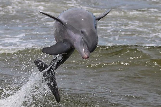 Alabama Gulf Coast Dolphin Cruise - What’s included, what to bring, and how to stay comfortable