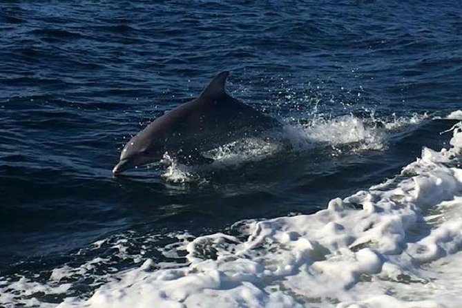 Alabama Gulf Coast Dolphin Cruise - The Gulf of Mexico route: coastline views before the dolphin hunt