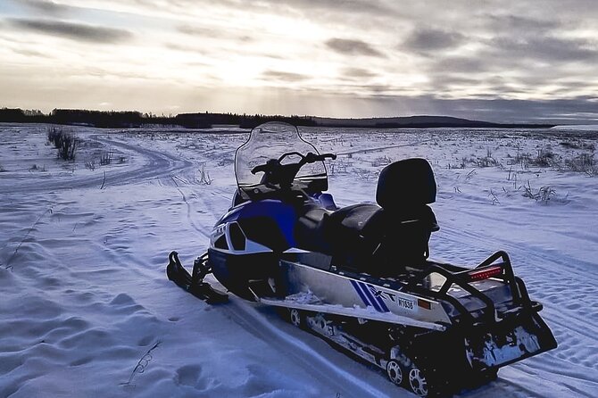 Alaska Snowmobile Adventure Tour - Wildlife Spotting Without Guessing: What You Should Do