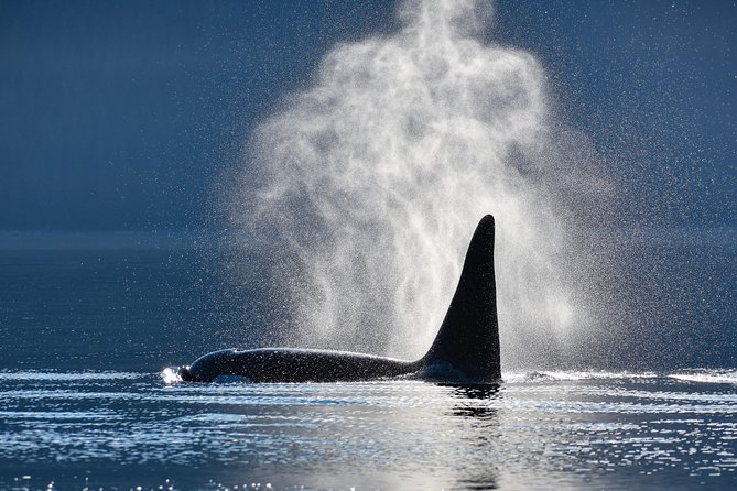 Alaska Whale Watching Cruise w/ 3 HOURS on the water - Key Things That Make This Whale Cruise Work