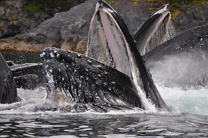 Alaska Whale Watching Cruise w/ 3 HOURS on the water - From Your Dock to Auke Bay: The Easy Part That You Want on Cruise Day