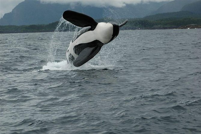 Alaska Whale Watching Cruise w/ 3 HOURS on the water - Live Naturalists and Captains: What Makes the Wildlife Spotting Click