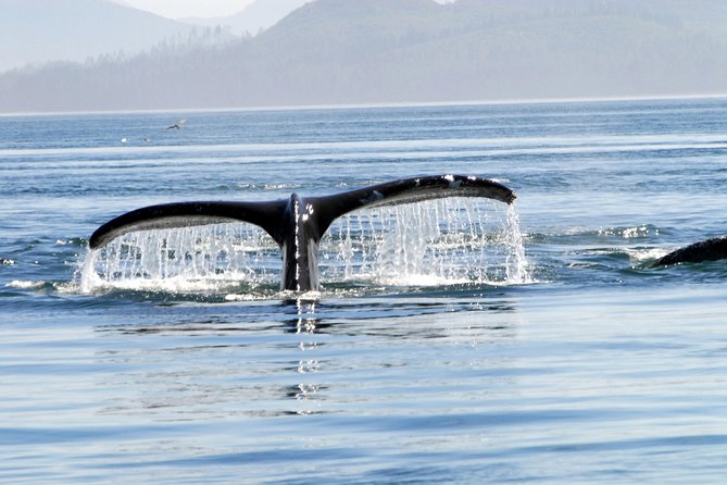 Alaska Whale Watching Cruise w/ 3 HOURS on the water - Mendenhall Glacier From the Water: The Weather-Dependent Highlight