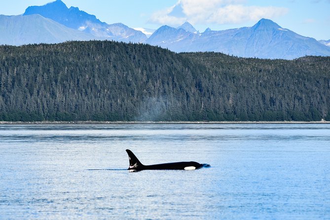 Alaska Whale Watching Cruise w/ 3 HOURS on the water - Timing and How to Plan Your Day on Juneau Cruise Time