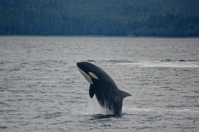 Alaska Whale Watching Cruise w/ 3 HOURS on the water - What You Actually Get Included: Value Beyond the Price Tag