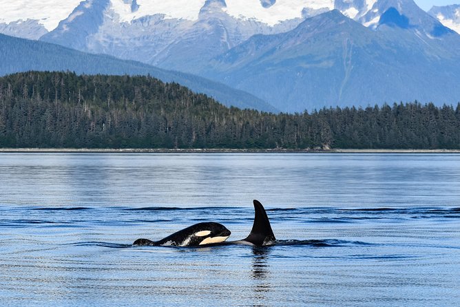 Alaska Whale Watching Cruise w/ 3 HOURS on the water - How to Dress and Prepare So You Stay Comfortable the Whole Time