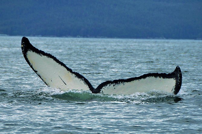 Alaska Whale Watching Cruise w/ 3 HOURS on the water - About 3 Hours on the Water: How the Whale Hunt Really Feels