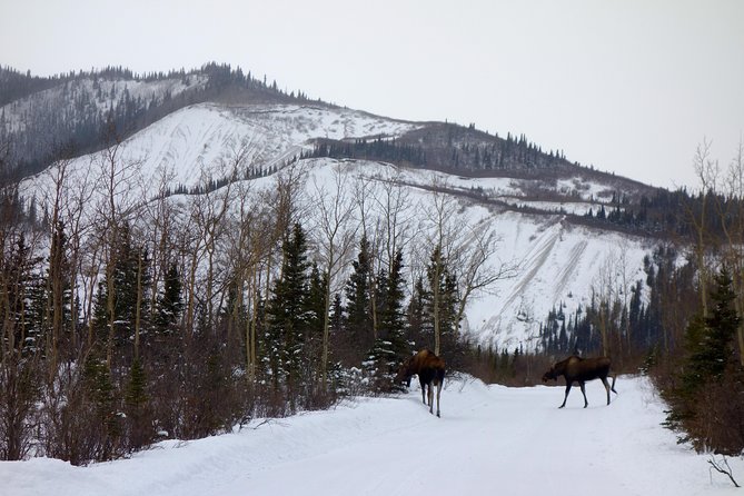 Alaskan Back Country Side by Side ATV Adventure with Meal - What’s included, what costs extra, and where the value comes from