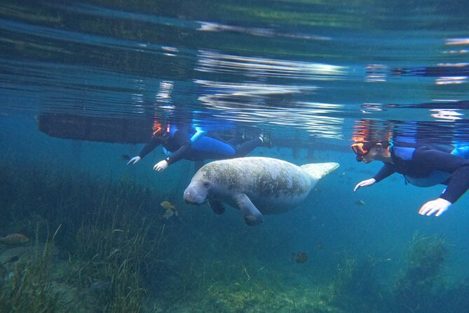 All-Inclusive Small Group Manatee Swim with Free Photos - Key things to know before you go