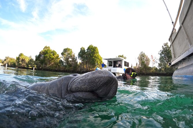 All-Inclusive Small Group Manatee Swim with Free Photos - What this Crystal River manatee swim gets right (and why it feels personal)