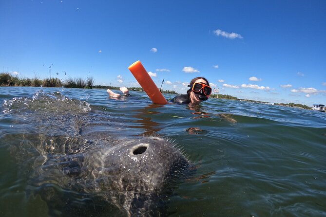 All-Inclusive Small Group Manatee Swim with Free Photos - Getting in the water: the snorkeling coaching that keeps it smooth