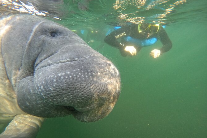 All-Inclusive Small Group Manatee Swim with Free Photos - The best part: manatees up close, sleeping and curious