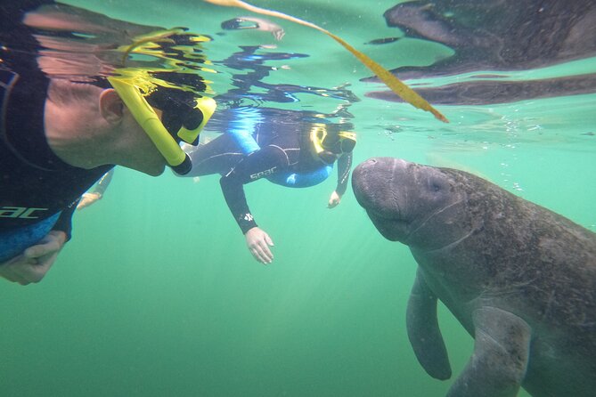 All-Inclusive Small Group Manatee Swim with Free Photos - Free photo package: why it is more valuable than it sounds