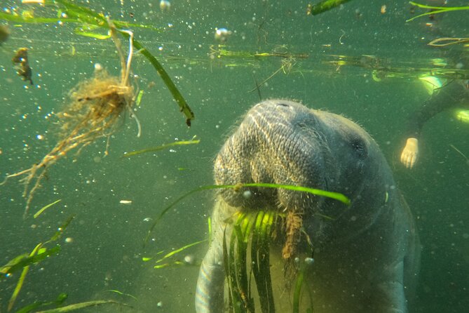 All-Inclusive Small Group Manatee Swim with Free Photos - Price and value: is $89.95 worth it?