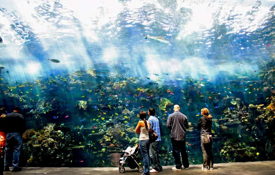 Atlanta: Georgia Aquarium Skip-the-Box-Office Entry Ticket - Key highlights worth your attention