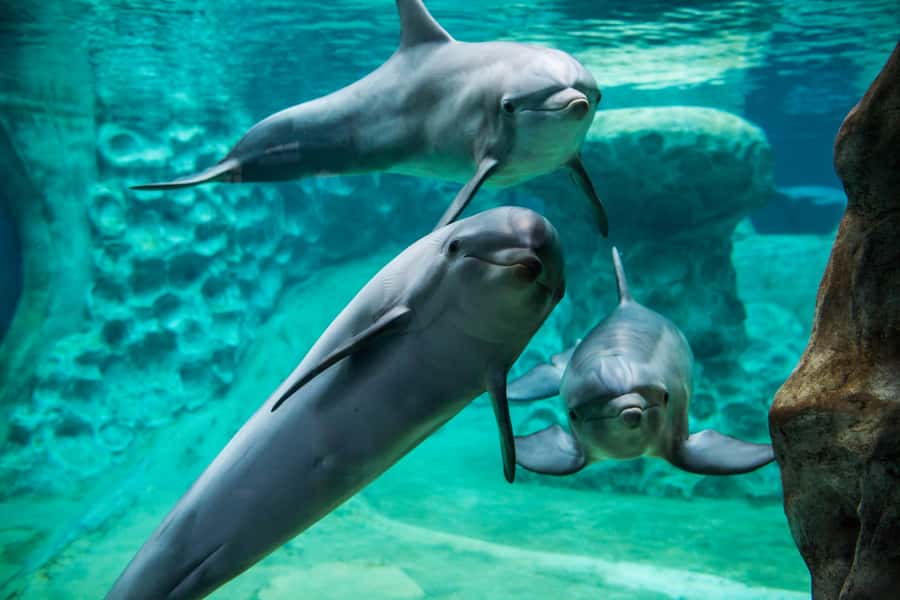 Atlanta: Georgia Aquarium Skip-the-Box-Office Entry Ticket - Touch Pools and Interactive Moments That Feel Worth It