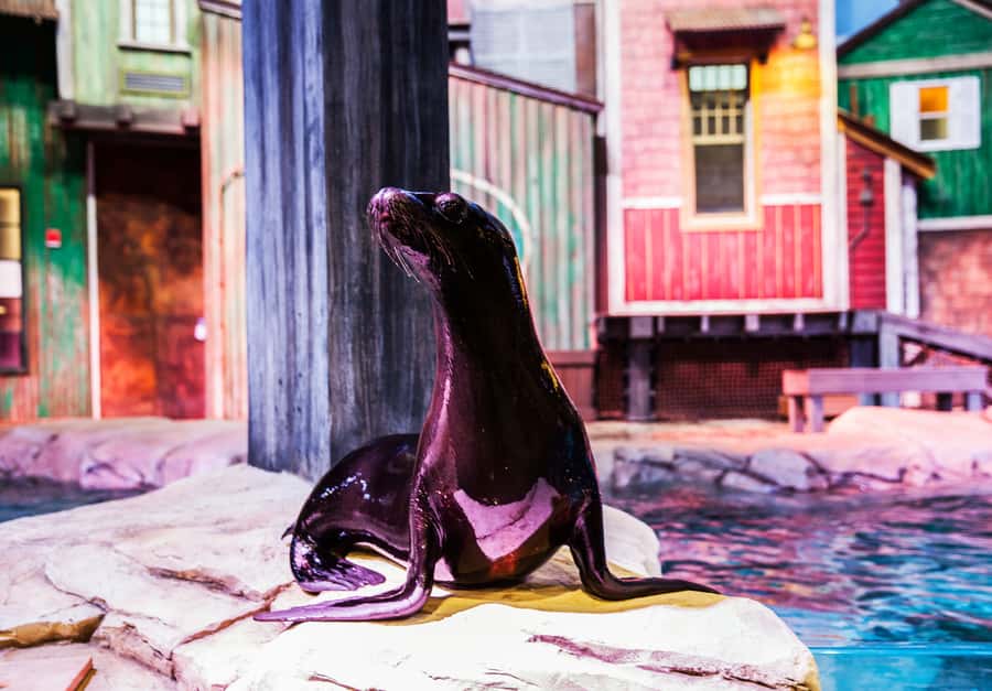 Atlanta: Georgia Aquarium Skip-the-Box-Office Entry Ticket - Food Costs, Cafe Lines, and the Gift Shop Reality Check