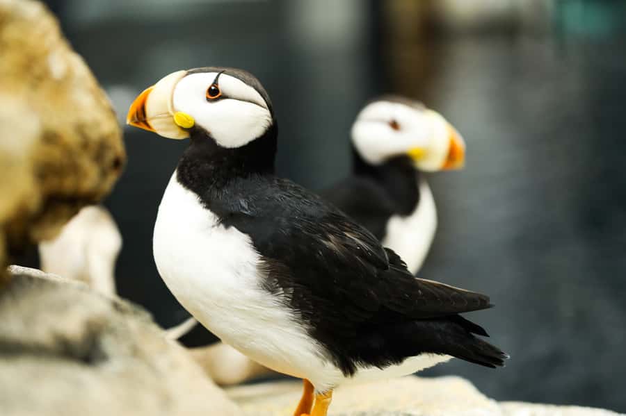 Atlanta: Georgia Aquarium Skip-the-Box-Office Entry Ticket - Practical Tips for Parking, Crowds, Strollers, and Getting Help