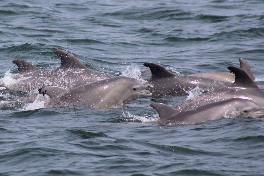 Atlantic City: Dolphin Watching Ocean Cruise Adventure - Marine Naturalist Commentary, Including the Real-Life Hearing Issue