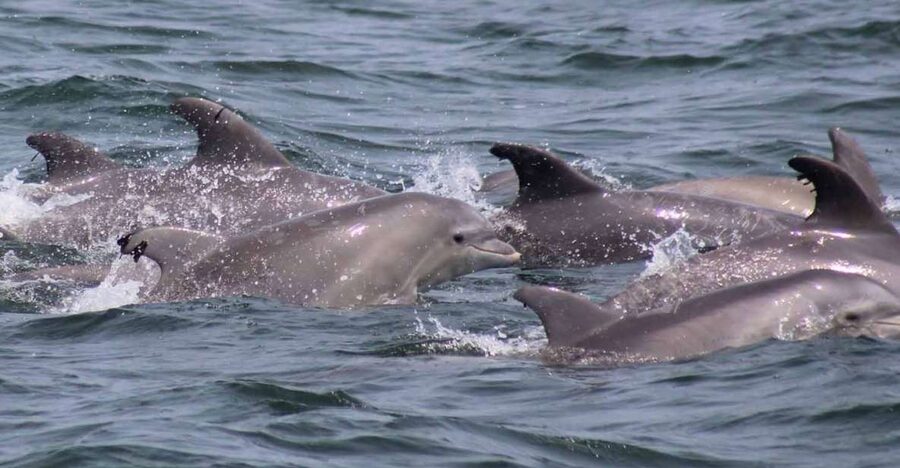 Atlantic City: Dolphin Watching Ocean Cruise Adventure - Value for $53: What You Pay For and What You Get Back